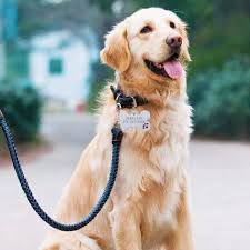 Pendentif Chien Gravé Personnalisable - Un Bijou Unique pour Votre Animal